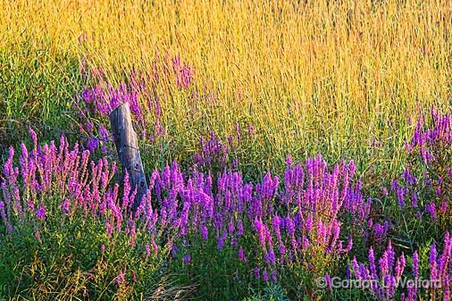 Purple Loosestrife_13786-7.jpg - Photographed near Smiths Falls, Ontario, Canada.